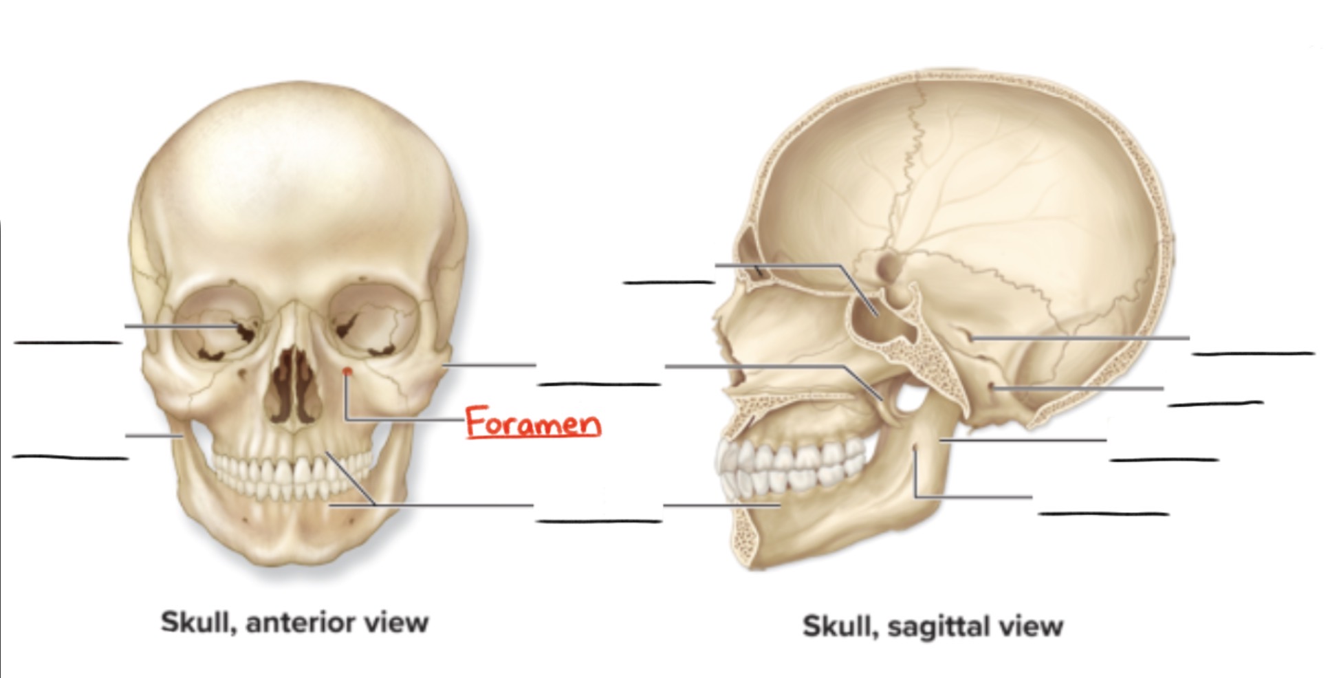 <p><strong>Foramen</strong> (pl., <em>foramina</em>)</p><p>Rounded passageway through a bone</p><p>(Openings and spaces)</p>