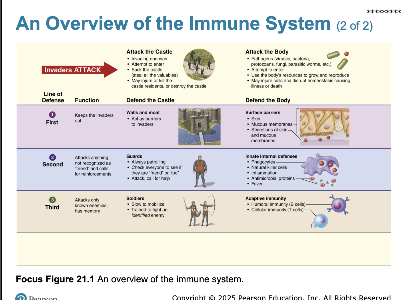 <p>review an overwie of the immune system</p>