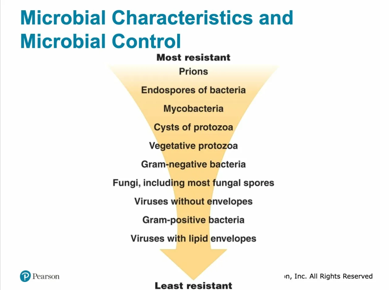 <p><span style="color: yellow;">Ethylene Oxide</span></p><ul><li><p>Kills all microbes and endospores, but requires a lengthy exposure time for several hours</p></li></ul><p></p><p>1. Prions — MOST RESISTANT</p><ul><li><p>Infectious <strong>proteins</strong> (not even living cells!)</p></li><li><p>Cause neurological diseases like <strong>mad cow disease</strong></p></li><li><p>Normal autoclaving is <strong>inadequate</strong></p></li><li><p>To destroy: <strong>incineration</strong> of infected carcasses</p></li><li><p>For surgical instruments: WHO/CDC recommend <strong>sodium hydroxide + autoclaving at 121°C for 1 hour OR 134°C for 18 minutes</strong></p></li><li><p>Disposable instruments must be <strong>incinerated</strong></p></li></ul><p></p><div data-type="horizontalRule"><hr></div><p>2. Bacterial Endospores</p><ul><li><p>Affected by <strong>relatively few biocides</strong></p></li><li><p>Extremely tough protective coating makes them highly resistant</p></li><li><p>Require <strong>very harsh conditions</strong> to destroy (e.g. autoclaving at 121°C)</p></li></ul><p></p><div data-type="horizontalRule"><hr></div><p>3. Mycobacteria</p><ul><li><p>Non-endospore-forming but still <strong>greater-than-normal resistance</strong></p></li><li><p>Example: <em>Mycobacterium tuberculosis</em></p></li><li><p>Resistance due to <strong>waxy, lipid-rich cell wall</strong></p></li><li><p>Special <strong>tuberculocidal tests</strong> developed specifically to test biocides against them</p></li><li><p>Disinfectant labels often indicate if they are <strong>tuberculocidal</strong></p></li></ul><p></p><div data-type="horizontalRule"><hr></div><p>4. Cysts & Oocysts of Protozoa</p><ul><li><p><strong>Relatively resistant</strong> to chemical disinfection</p></li><li><p>The cyst form is a protective stage making them harder to kill than vegetative forms</p></li></ul><p></p><div data-type="horizontalRule"><hr></div><p>5. Vegetative Protozoa</p><ul><li><p>Active, non-cyst form</p></li><li><p>More susceptible than cysts but still moderately resistant</p></li></ul><p></p><div data-type="horizontalRule"><hr></div><p>6. Gram-Negative Bacteria</p><ul><li><p>More resistant than Gram-positive due to:</p><ul><li><p><strong>External lipopolysaccharide (LPS) layer</strong></p></li><li><p><strong>Porins</strong> — highly selective structural openings that control what enters the cell, blocking many biocides</p></li></ul></li><li><p><em>Pseudomonas</em> and <em>Burkholderia</em> are especially resistant — can even <strong>grow actively in some disinfectants</strong> (e.g. quaternary ammonium compounds)</p></li><li><p>Also resistant to many <strong>antibiotics</strong></p></li></ul><p></p><div data-type="horizontalRule"><hr></div><p>7. Fungi (including most fungal spores)</p><ul><li><p>Moderately resistant</p></li><li><p>More tolerant of osmotic pressure and acidic conditions than bacteria</p></li><li><p>Reason molds cause spoilage in fruits and grains</p></li></ul><p></p><div data-type="horizontalRule"><hr></div><p>8. Viruses Without Envelopes (Nonenveloped)</p><ul><li><p>Have only a <strong>protein coat</strong></p></li><li><p>More resistant — <strong>fewer biocides</strong> are effective against them</p></li></ul><p></p><div data-type="horizontalRule"><hr></div><p>9. Gram-Positive Bacteria</p><ul><li><p>Generally <strong>more susceptible</strong> than Gram-negative</p></li><li><p>Lack the external LPS layer and selective porins</p></li><li><p>Most biocides work well against them</p></li></ul><p></p><div data-type="horizontalRule"><hr></div><p>10. Viruses With Lipid Envelopes — LEAST RESISTANT</p><ul><li><p>Most susceptible because their <strong>lipid envelope is easily disrupted</strong></p></li><li><p><strong>Lipid-soluble antimicrobials</strong> are very effective against them</p></li><li><p>Labels indicate effectiveness against <strong>lipophilic viruses</strong></p></li></ul><p></p>