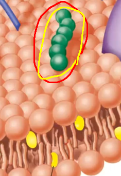 <p>A membrane lipid with a carbohydrate attachment.</p>