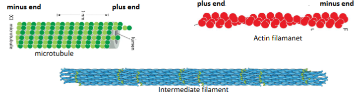 <p>1) What cytoskeleton proteins have known motor proteins? </p><p>Microtubules &amp; Actin Fibers</p><p>2) What do structure does microtubules and actin fibers have in common that intermediate filaments do not? </p><p>Microtubules and actin filaments have directionality, intermediate filaments don’t</p><p>3) How motor proteins work? They move along cytoskeleton from one end to another (i.e., they uses the cytoskeleton directionality)</p><p>Intermediate filaments have no polarity; their ends are chemically indistinguishable. It would therefore be difficult to envision how a hypothetical motor protein that bound to the middle of the filament could sense a defined direction. Such a motor protein would be equally likely to attach to the filament facing one end or the other.</p>
