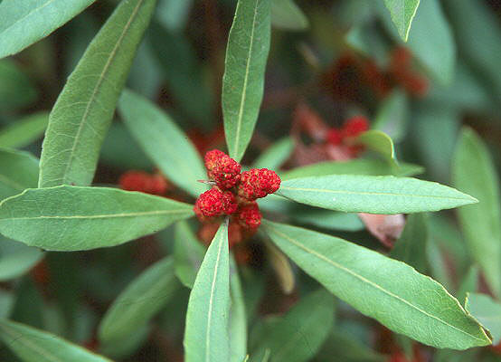 <p><span>Pacific Wax Myrtle</span></p>