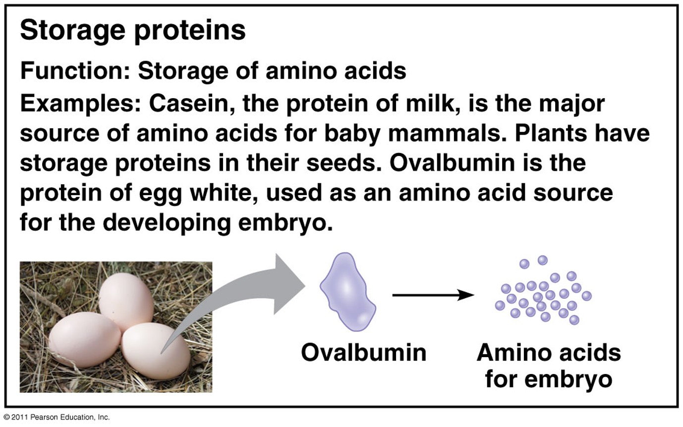 <p>Function: Storage of amino acids</p><p>Examples: Casein, the protein oof milk, is a major source of amino acids for baby mammals. Plants have a storage protein in their seeds. </p><ul><li><p>Ovalbumin is the protein of egg while, used as an amino acid source for the developing embryo</p></li></ul><p></p>