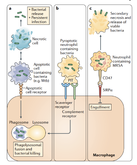 <p><span>a | Engulfment of infected apoptotic cells by macrophages leads to bacterial killing and prevents secondary necrosis of the infected cells, thereby preventing bacterial release</span></p><p><span>b| A similar pathway occurs when certain bacteria induce pyroptosis in infected cells, in which pore-induced intracellular traps (PITs) in these cells are recognized by<br>efferocytosis receptors</span></p><p><span>c | Other types of bacteria, such as methicillin-resistant Staphylococcus aureus (MRSA), can evade efferocytic uptake and killing by inducing expression of the don't-<br>eat-me signal CD47 on the cells they infect.</span></p><p></p><p>s. aureus picked up by neutrophils and then upregulate CD47 (popular in cancer cell- if expressed signals don’t eat me) it is recognized by SIRPa which stops the phagocytosis process</p>