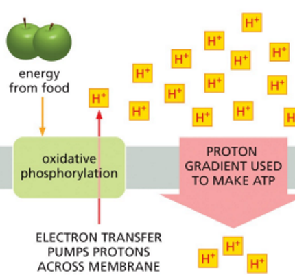 <p>in mitochondria</p><ul><li><p><u>electron-transport system</u> uses energy from oxidation of food to <u>generate a proton (H+) gradient</u> across a membrane</p></li></ul><p></p>