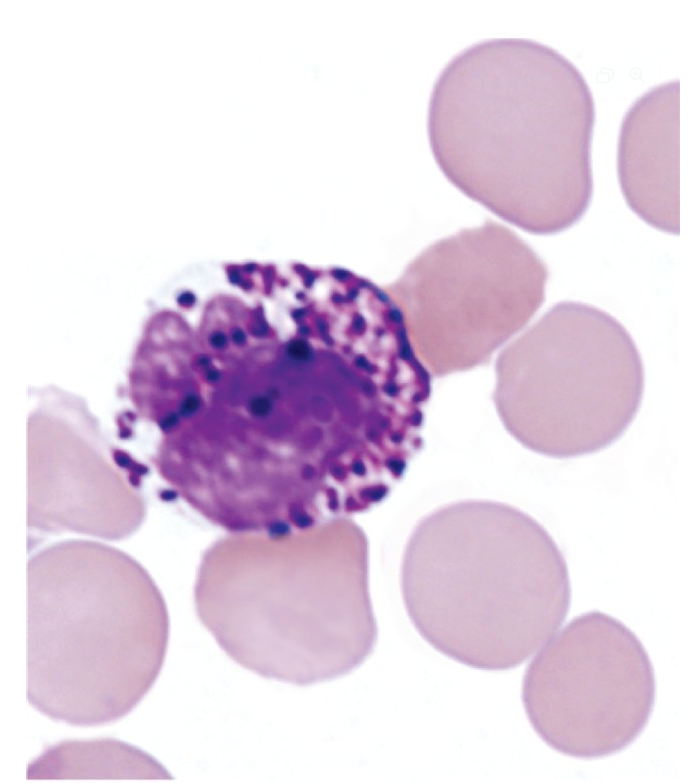 <p>what is a basophil?</p>