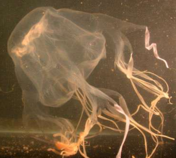 <p>¿Qué es? Taxonomia</p>