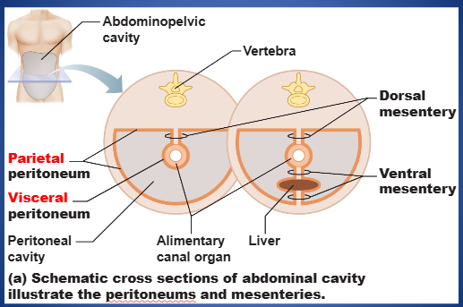 <p>define “peritoneal cavity”</p>