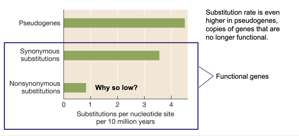 <p>Pseudogenes (nonfunctional) > synonymous substitutions > nonsynonymous substitutions</p>