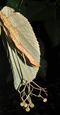 <p>What tree is this?</p>
