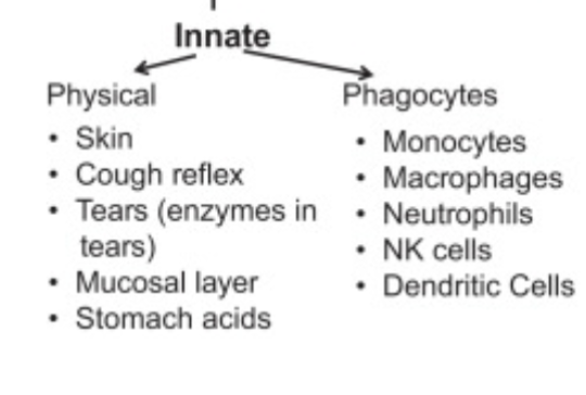<p>- Nonspecific protection against foreign substances</p><p>- All cells but lymphocytes.</p>
