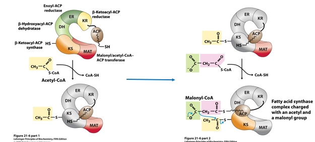 <p>How does the the <strong>acyl carrier protein (ACP) act?</strong></p>