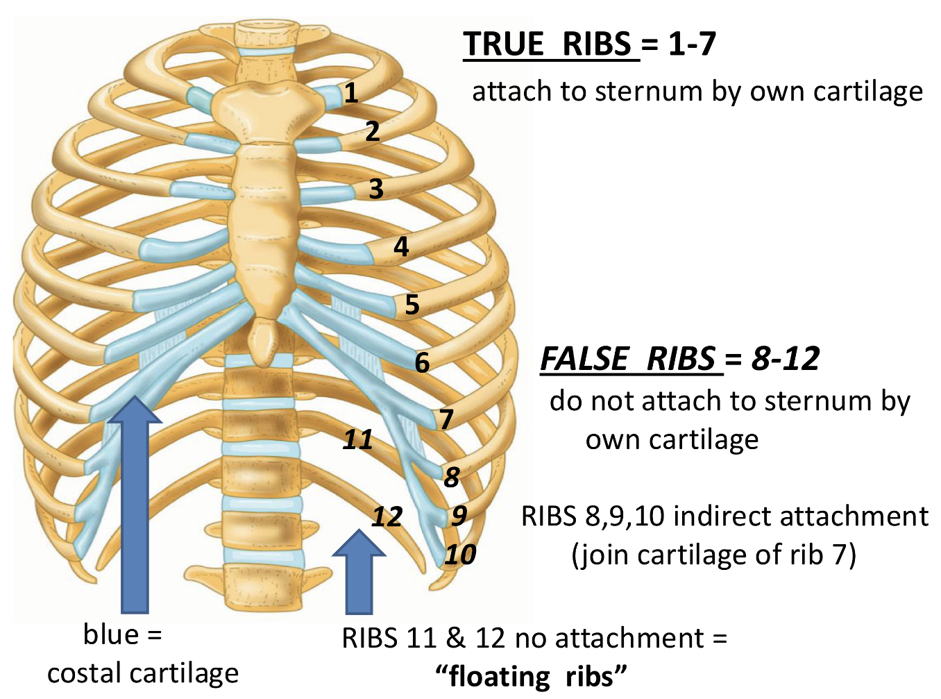 <p>Floating Ribs <strong>Ribs</strong></p>