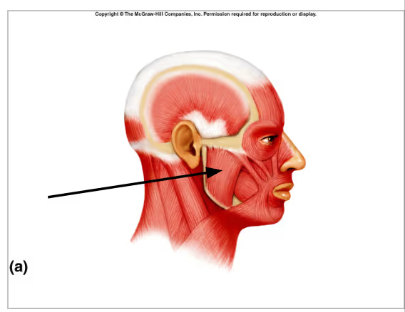 <p>Name of this muscle?</p>