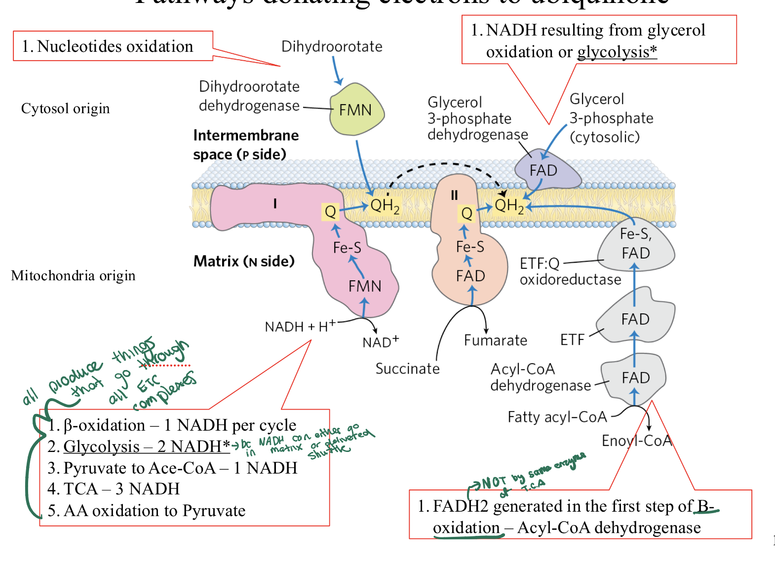 <p><span><strong><span>Concept:</span></strong></span></p><p><span><span>Q=is the universal collector for electrons from carbohydrates, fats, and nucleotides. All</span></span></p><p><span><span>QH2 created here travels to </span><strong><span>Complex III</span></strong><span>.</span></span></p><ul><li><p><span><strong><span>The 5 Donors:</span></strong></span></p></li></ul><ol><li><p><span><strong><span>Complex I:</span></strong><span> From </span><strong><span>NADH</span></strong><span> (TCA, Glycolysis, β-ox).</span></span></p></li><li><p><span><strong><span>Complex II:</span></strong><span> From </span><strong><span>Succinate</span></strong><span> (TCA cycle).</span></span></p></li><li><p><strong>Electron-transferring Flavoprotein</strong><span><strong><span>:Q Oxidoreductase:</span></strong><span> From </span><strong><span>Fatty Acid β-oxidation</span></strong><span> (via ETF).</span></span></p></li><li><p><span><strong><span>Glycerol 3-P Dehydrogenase:</span></strong><span> From </span><strong><span>Cytosolic NADH</span></strong><span> (Glycerol shuttle).</span></span></p></li><li><p><span><strong><span>To FMN Dehydrogenase </span></strong><span>From </span><strong><span>Nucleotide Synthesis</span></strong><span>.</span></span></p></li></ol><p></p><ul><li><p><span><strong><span>Key Note:</span></strong><span> Only Complex I pumps protons </span><em><span>before</span></em><span> reaching Q. All other "side doors" (2, 3, 4, 5) enter the chain without pumping protons at the start.</span></span></p></li></ul><p></p>
