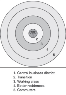 <p>describes urban environments as series of rings of distinct land uses radiating out from central core, or central business district (chicago)</p>