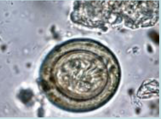 <p>Whats the common name for this egg?</p>