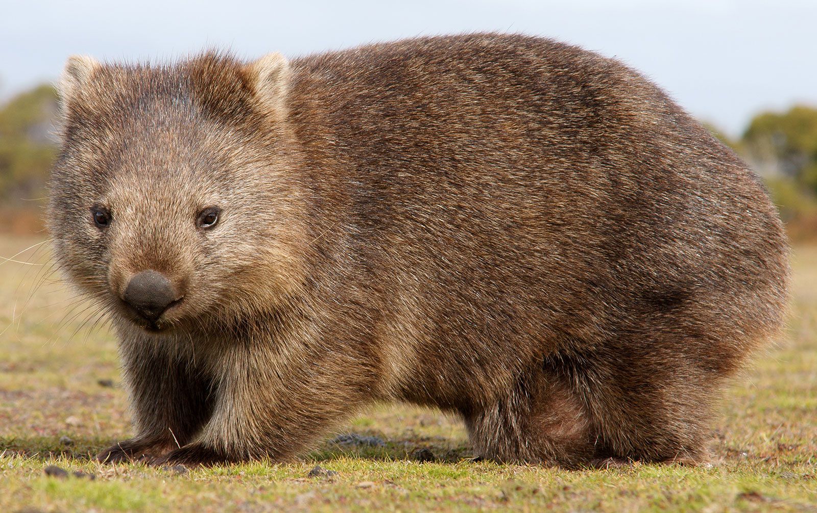<p>Wombat</p>