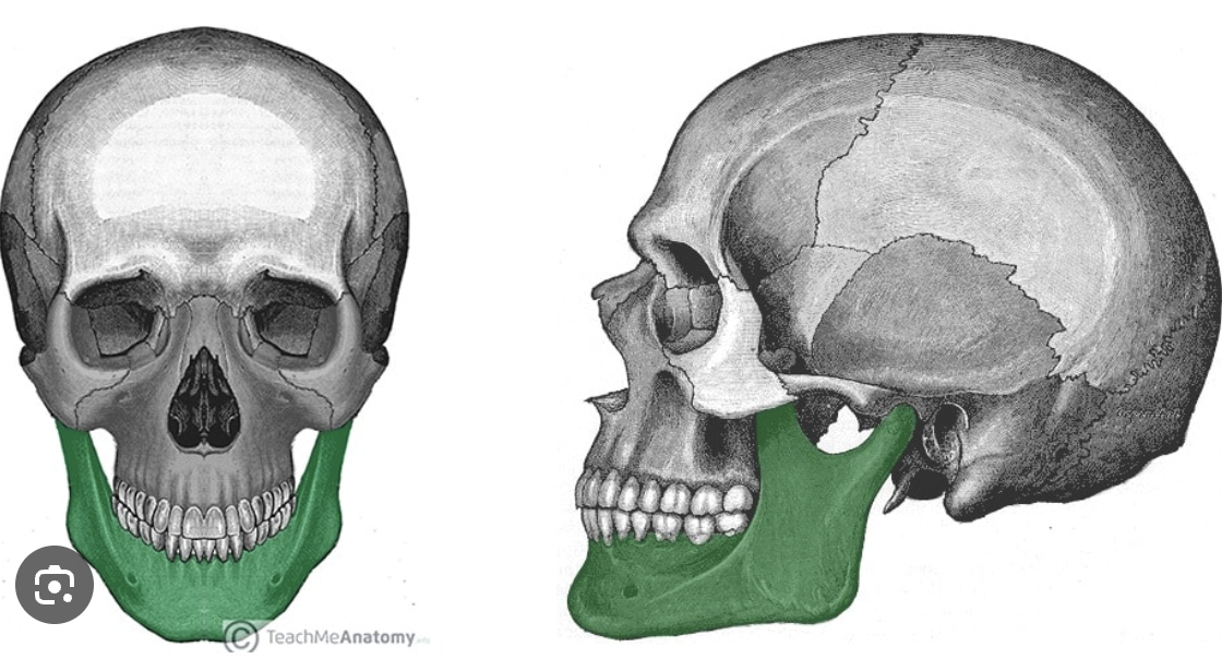 <p>what is the mandible?</p>
