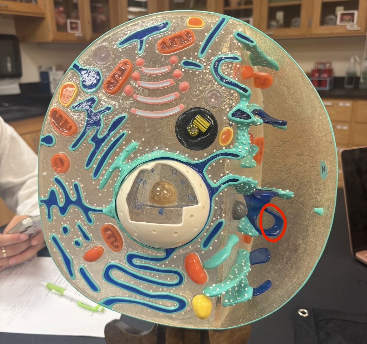 <p>Label the part of the cell</p>