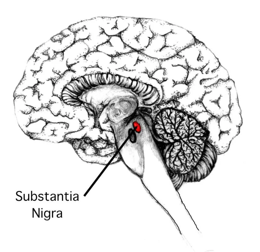 Substantia nigra