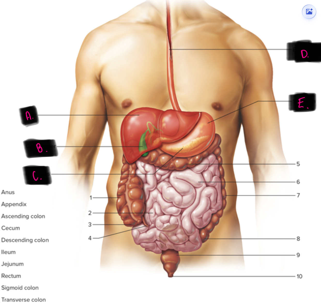 <p>what is D pointing to</p><p>hint - lies behind trachea - long tube</p>