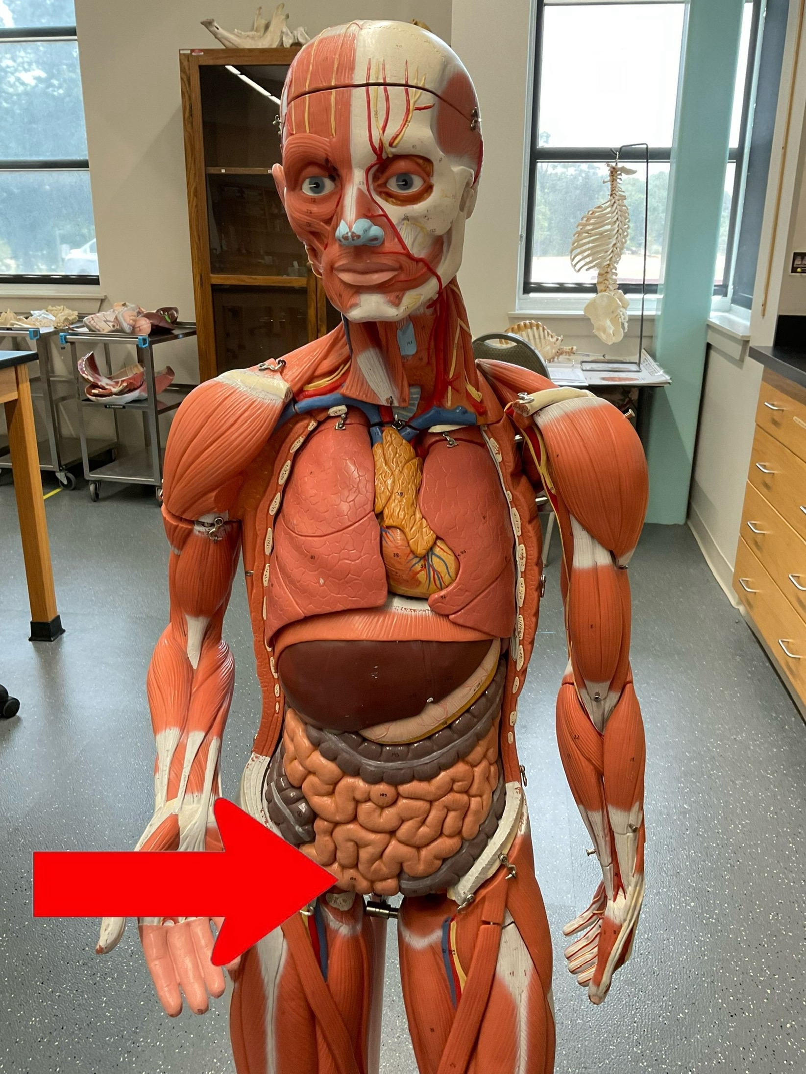 term image