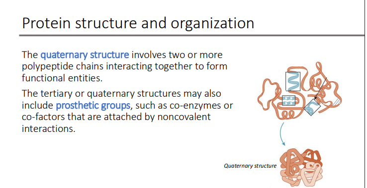 <p>prosthetic groups</p><ul><li><p>such as co-enzymes or co-factors that are attached by <strong>noncovalent </strong>interaction</p></li></ul><p></p>