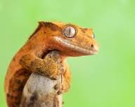 <ul><li><p>new caledonia</p></li><li><p>nocturnal</p></li><li><p><strong>no true eyelids</strong> unlike leopard gecko</p></li><li><p>clear spectacle over its eye like a snake</p></li><li><p><strong>15-20 years</strong> in captivity</p></li></ul><p></p>