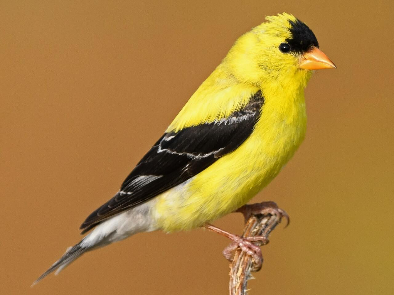 <p>American goldfinch </p>