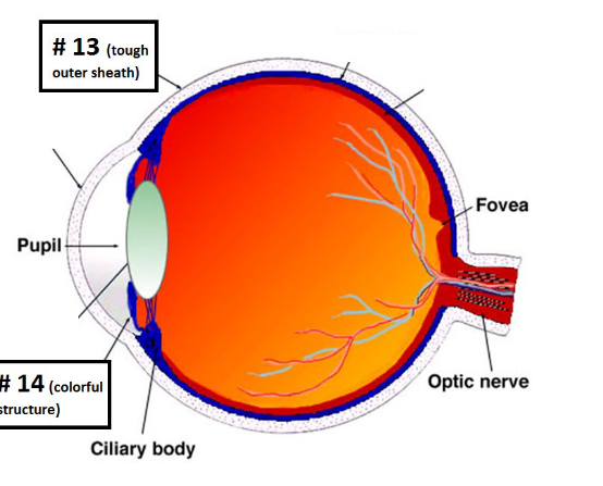 <p>What is the sclera?</p>