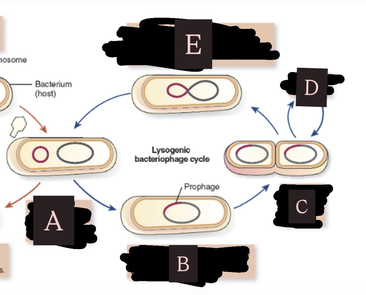 <p>Label A (<strong>Lysogenic Cycle)</strong></p>