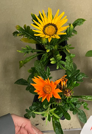 <ul><li><p>flowers are open in the day</p><ul><li><p>close at night</p></li></ul></li></ul><p></p>