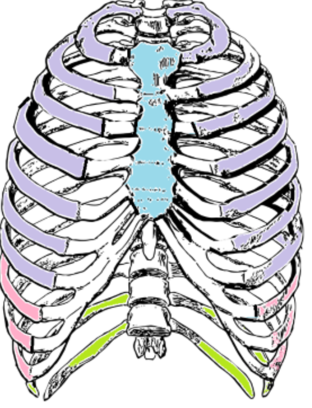 <p>Identify the collective name for the structures in green and what defines them (anterior view)</p>