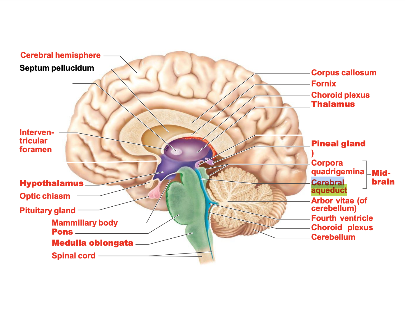 <p>Cerebral aqueduct</p>