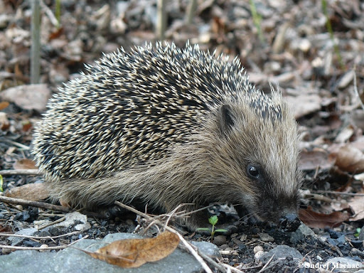 <p>ostny uhlazené dozadu, černé čáry od očí k nosu</p>