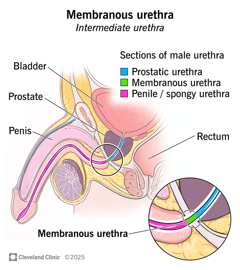 <p><strong>Proximal</strong> (end closer to body) <strong>part of male urethra</strong></p>