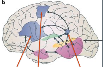 <p>dorsal stream </p>