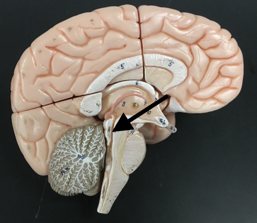 <p>What is the name of the space the arrow is pointing to?</p>