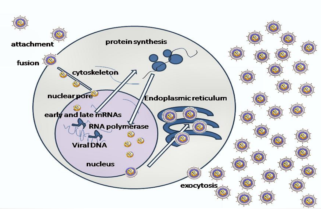 <ul><li><p>Attachment and Entry</p></li><li><p>Capsid Transport to Nucleus</p></li><li><p>Immediate Host Takeover</p></li><li><p>Transcriptional Cascade</p></li><li><p>Viral DNA Replication</p></li><li><p>Assembly</p></li><li><p>Envelopment and Release</p></li><li><p></p></li></ul><p></p>