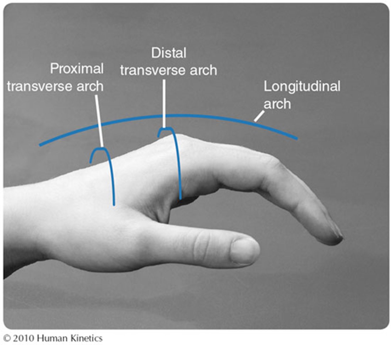 <p>The arches of the hand</p>