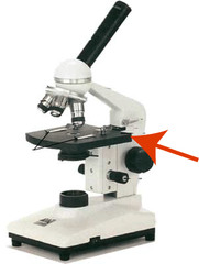 <p>Where you place the slide containing the specimen; It contains a hole that allows light to pass through the stage and onto the specimen.</p>