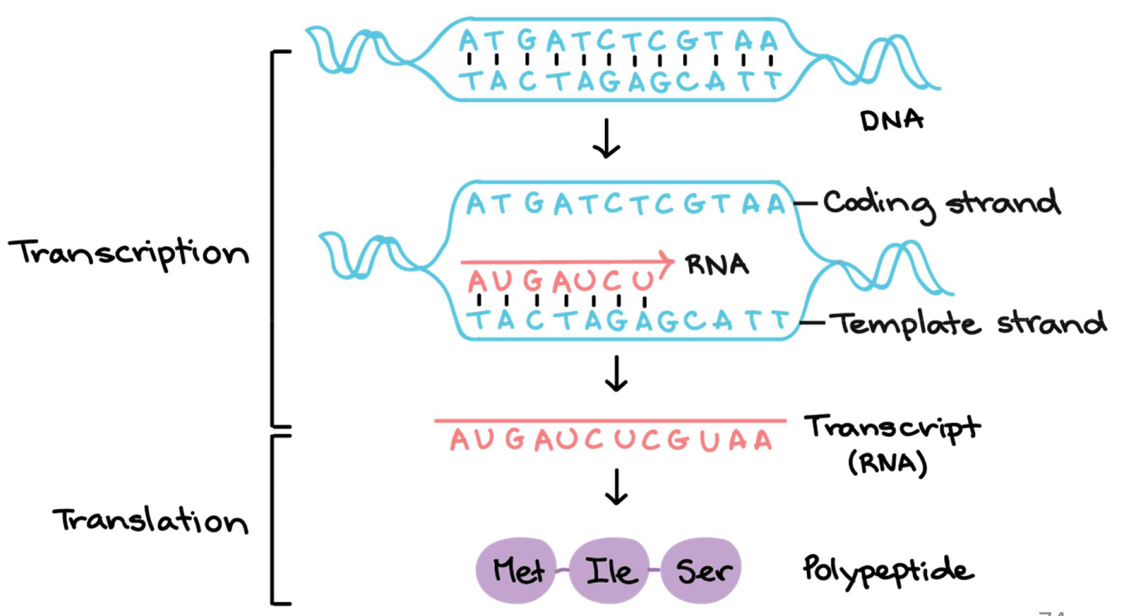 knowt flashcard image