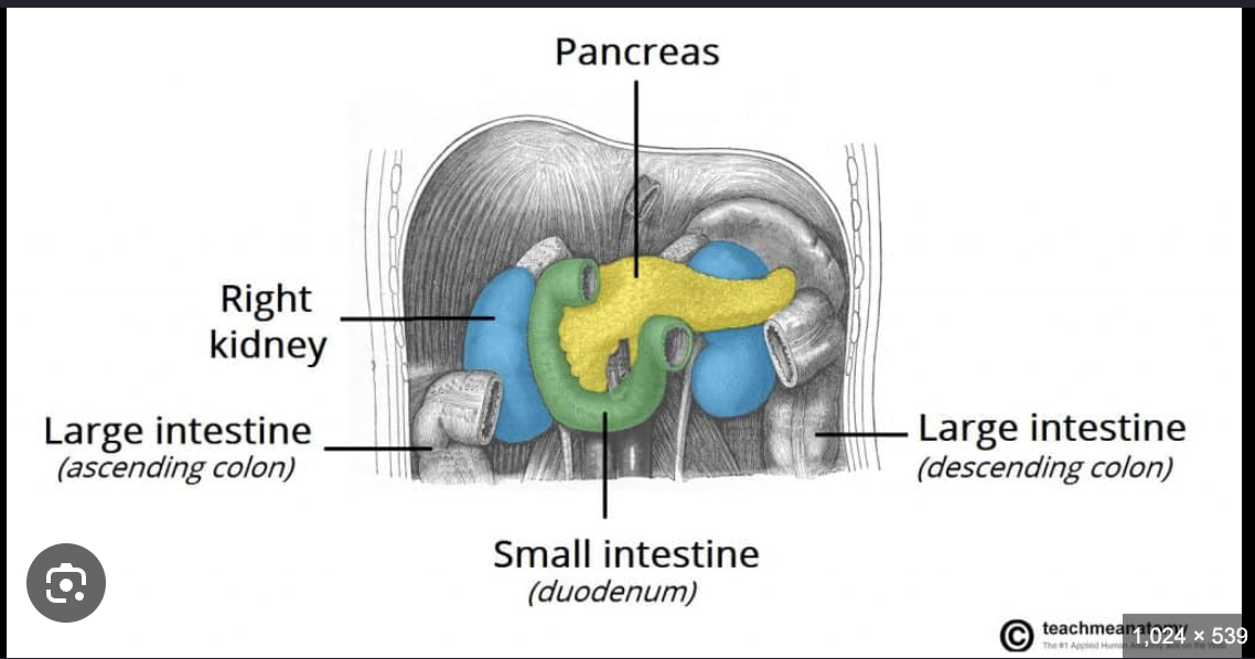 <p>Pancreas</p>
