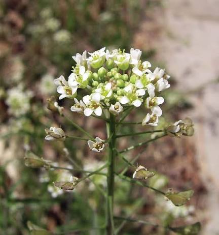 <p>Capsella bursa-pastoris</p><p>Shepherds purse</p><p><span>Capsella is a genus of tough, annual or biennial plants, producing a rosette of toothed leaves which often overwinters. Tiny, white flowers are produced anytime from spring to autumn on upright stems to 50cm, followed by characteristic heart-shaped seed pods</span></p>