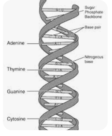 <p>double helix structure</p>
