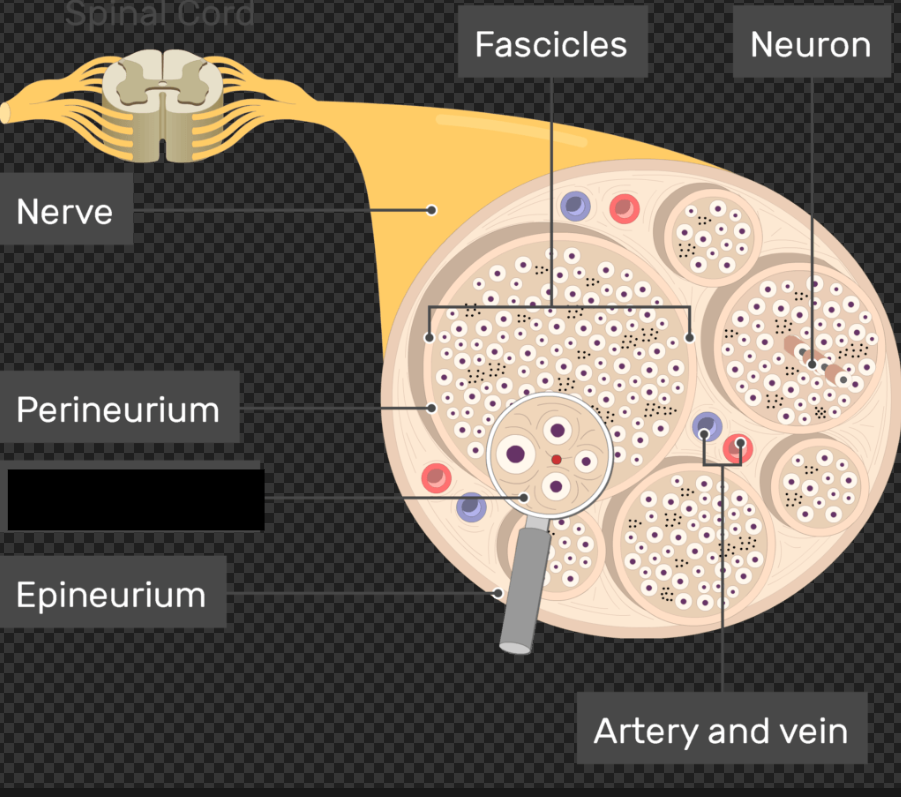 <p><span>the innermost, delicate layer of connective tissue that surrounds individual nerve fibers (axons) and their myelin sheaths in the peripheral nervous system</span></p>