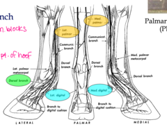<p>Palmar metacarpal nn.</p><p>- medial, lateral</p><p>- communicating branch</p><p>Palmar digital nn.</p><p>- medial, lateral</p><p>Dorsal branches</p><p>- medial, lateral</p>