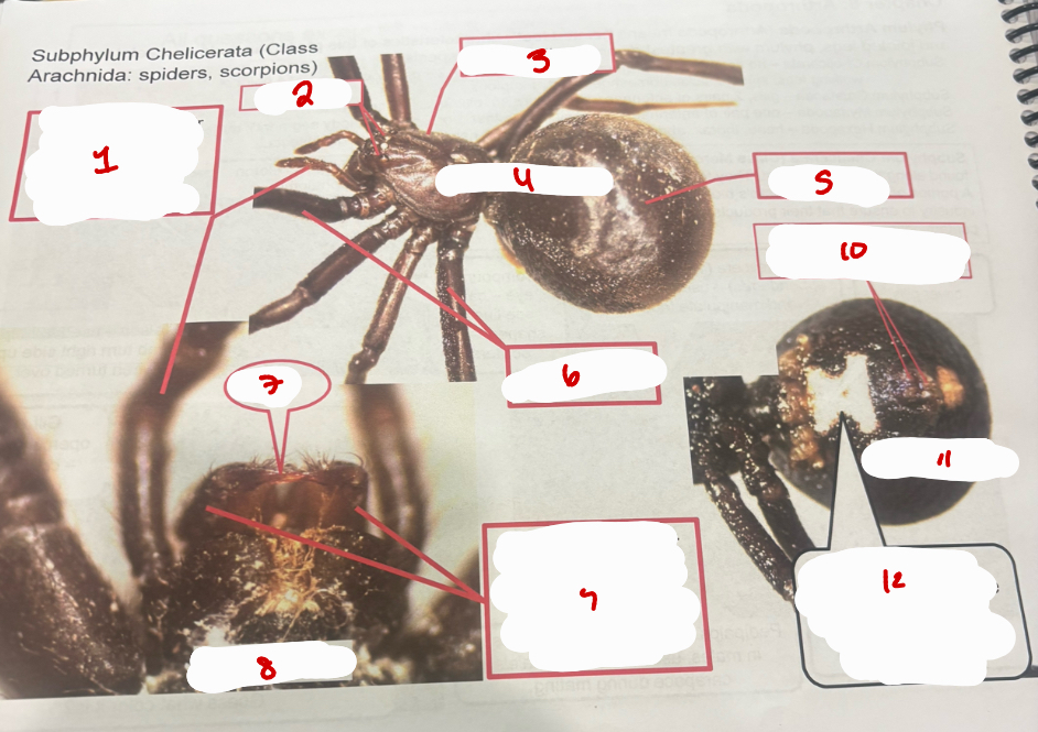 <p>Subphylum Chelicerata (Class Arachnida)</p>