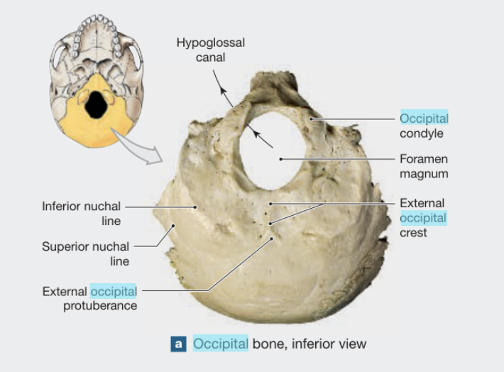 <p><span style="background-color: transparent;">Occipital Bone</span></p><p><span style="background-color: transparent;">· Foramen magnum: The large hole at the base of the skull where the spinal cord exits.</span></p><p><span style="background-color: transparent;">· Occipital condyles: Two rounded projections on either side of the foramen magnum that articulate with the atlas (C1).</span></p><p><span style="background-color: transparent;">· Occiput (external occipital protuberance): The prominent bump on the back of the head.</span></p>